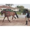 Pessoa Lunging System - Natural -Equestrian Supplies Sale 437696 800 800