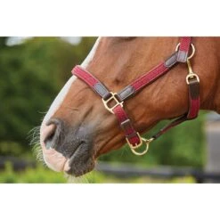 Kincade Braided Leather Breakaway Headcollar - Maroon 9 Kincade Braided Leather Breakaway Headcollar - Maroon -Equestrian Supplies Sale 458812 800 800