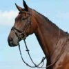 Collegiate Syntovia+ Plain Flat Running Martingale - Brown -Equestrian Supplies Sale 535866 800 800